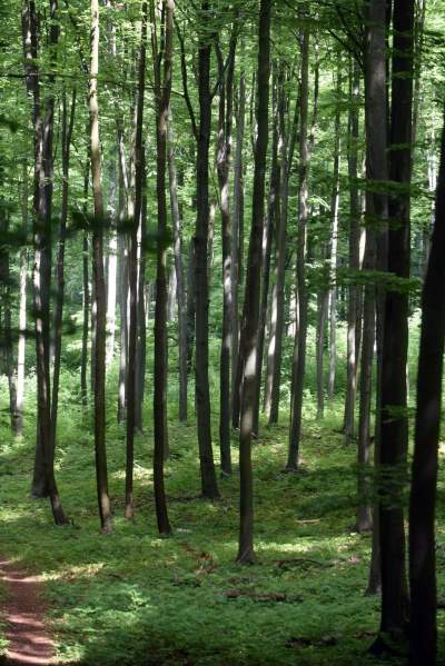 Nowy rezerwat niedaleko Krakowa: Góra Stołowa - zdjęcie 14