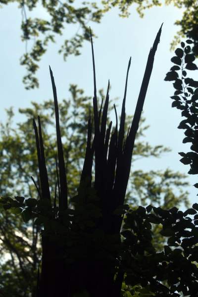 Nowy rezerwat niedaleko Krakowa: Góra Stołowa - zdjęcie 4