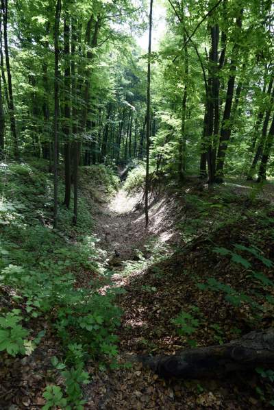 Nowy rezerwat niedaleko Krakowa: Góra Stołowa - zdjęcie 31