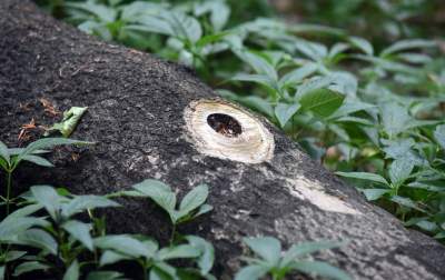 Nowy rezerwat niedaleko Krakowa: Góra Stołowa - zdjęcie 18