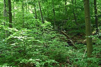 Nowy rezerwat niedaleko Krakowa: Góra Stołowa - zdjęcie 5