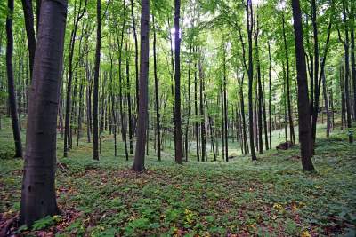 Nowy rezerwat niedaleko Krakowa: Góra Stołowa - zdjęcie 20