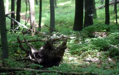 Nowy rezerwat niedaleko Krakowa: Góra Stołowa - zdjęcie 12