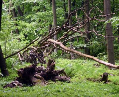 Nowy rezerwat niedaleko Krakowa: Góra Stołowa - zdjęcie 25