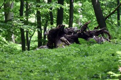 Nowy rezerwat niedaleko Krakowa: Góra Stołowa - zdjęcie 26