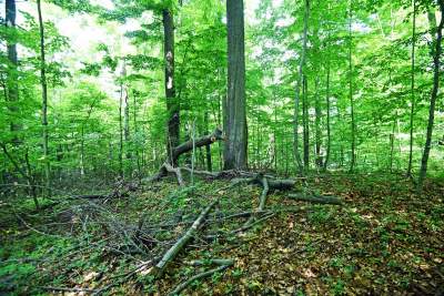 Nowy rezerwat niedaleko Krakowa: Góra Stołowa - zdjęcie 6