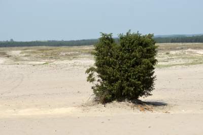 Największy w Polsce obszar lotnych piasków, przyciąga turystów - zdjęcie 8