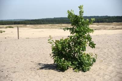 Największy w Polsce obszar lotnych piasków, przyciąga turystów - zdjęcie 6