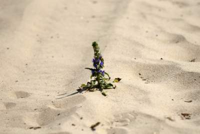 Największy w Polsce obszar lotnych piasków, przyciąga turystów - zdjęcie 7