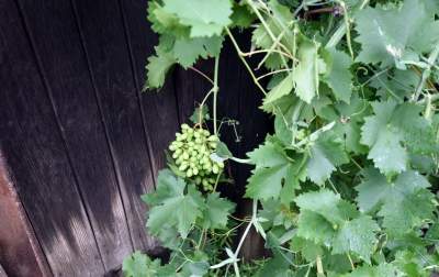 Chcą oddać swój rodzinny dom do skansenu - zdjęcie 15