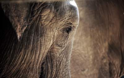 Baby i Citta świętowały w krakowskim ZOO. Uwięzione, ale szczęśliwe? - zdjęcie 16