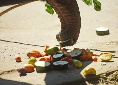 Baby i Citta świętowały w krakowskim ZOO. Uwięzione, ale szczęśliwe? - zdjęcie 19