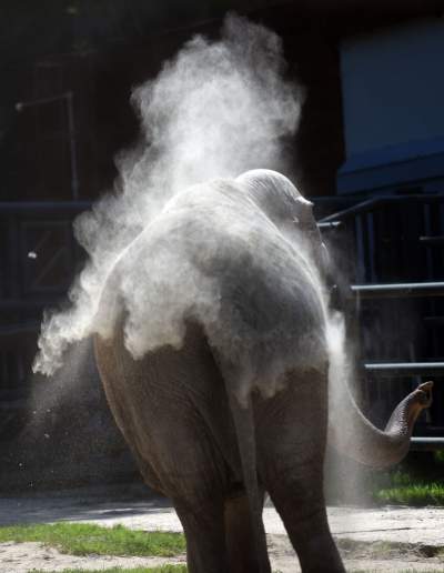 Baby i Citta świętowały w krakowskim ZOO. Uwięzione, ale szczęśliwe? - zdjęcie 10