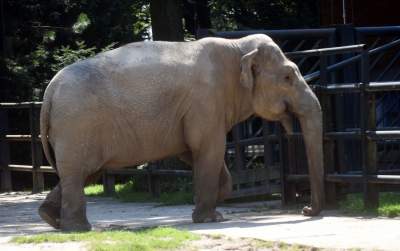 Baby i Citta świętowały w krakowskim ZOO. Uwięzione, ale szczęśliwe? - zdjęcie 8