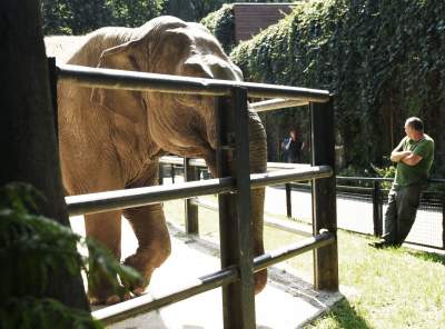 Baby i Citta świętowały w krakowskim ZOO. Uwięzione, ale szczęśliwe? - zdjęcie 12