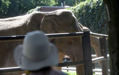 Baby i Citta świętowały w krakowskim ZOO. Uwięzione, ale szczęśliwe? - zdjęcie 14