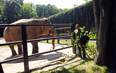 Baby i Citta świętowały w krakowskim ZOO. Uwięzione, ale szczęśliwe? - zdjęcie 20