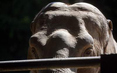 Baby i Citta świętowały w krakowskim ZOO. Uwięzione, ale szczęśliwe? - zdjęcie 3