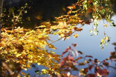 Na Zakrzówku piękna złota polska jesień... - zdjęcie 3