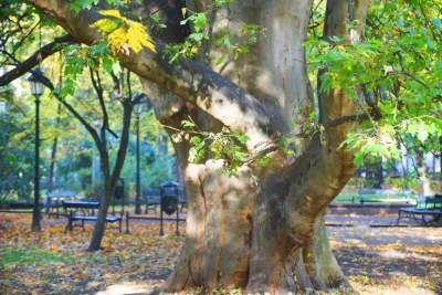 Planty w kolorach jesieni - zdjęcie 11