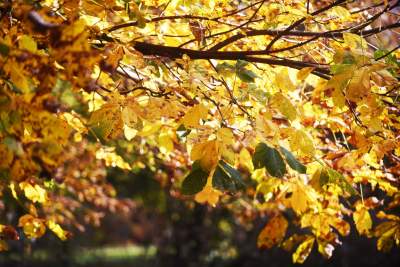 Planty w kolorach jesieni - zdjęcie 20