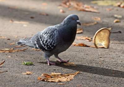 Planty w kolorach jesieni - zdjęcie 18
