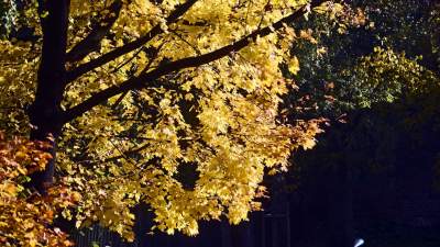 Planty w kolorach jesieni - zdjęcie 12