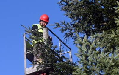 Ustawiali choinki na Rynku, a potem... - zdjęcie 7