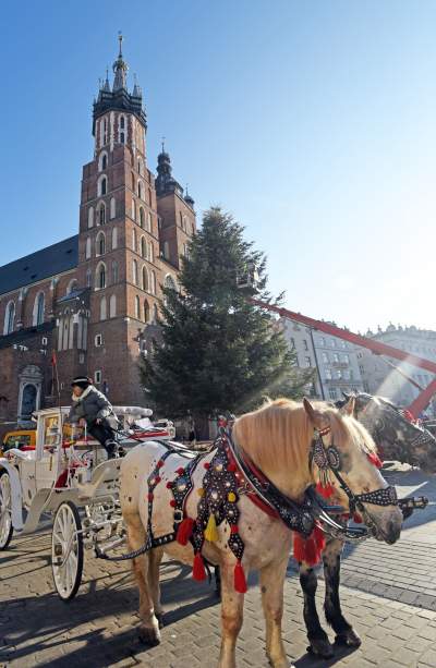 Ustawiali choinki na Rynku, a potem... - zdjęcie 11