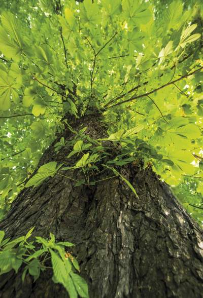 Planty według Andrzeja Nowakowskiego - zdjęcie 15