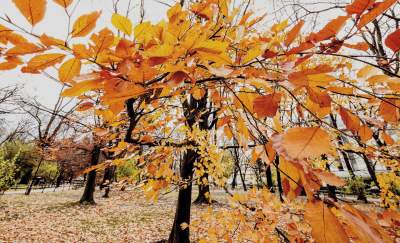 Planty według Andrzeja Nowakowskiego - zdjęcie 12