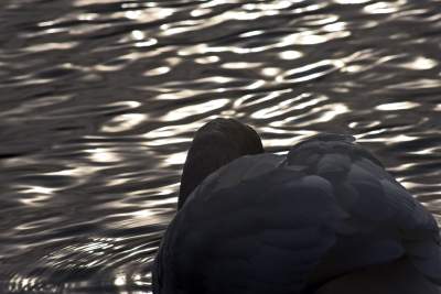 Podglądanie ptaków Krakowa: dobry sposób na skołatane nerwy - zdjęcie 6