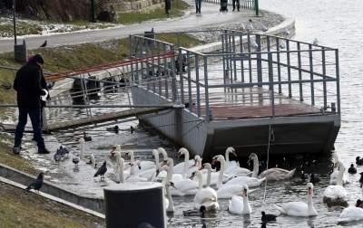 Podglądanie ptaków Krakowa: dobry sposób na skołatane nerwy - zdjęcie 12
