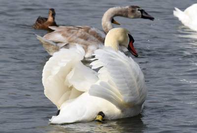 Podglądanie ptaków Krakowa: dobry sposób na skołatane nerwy - zdjęcie 2