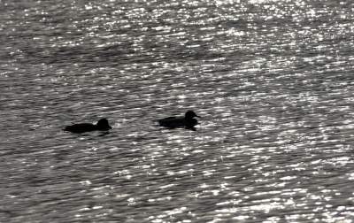 Podglądanie ptaków Krakowa: dobry sposób na skołatane nerwy - zdjęcie 8