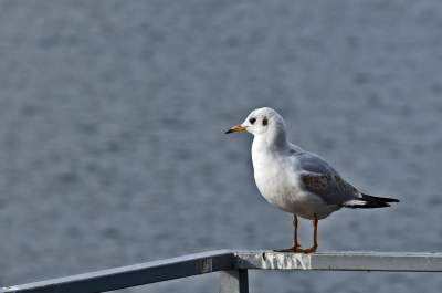 Podglądanie ptaków Krakowa: dobry sposób na skołatane nerwy - zdjęcie 10