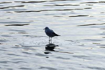 Podglądanie ptaków Krakowa: dobry sposób na skołatane nerwy - zdjęcie 14