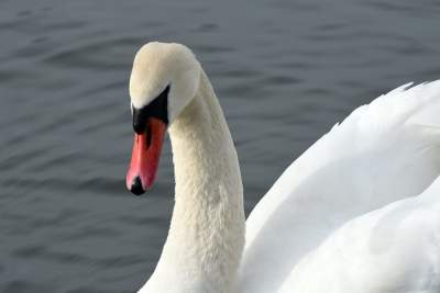 Podglądanie ptaków Krakowa: dobry sposób na skołatane nerwy - zdjęcie 5