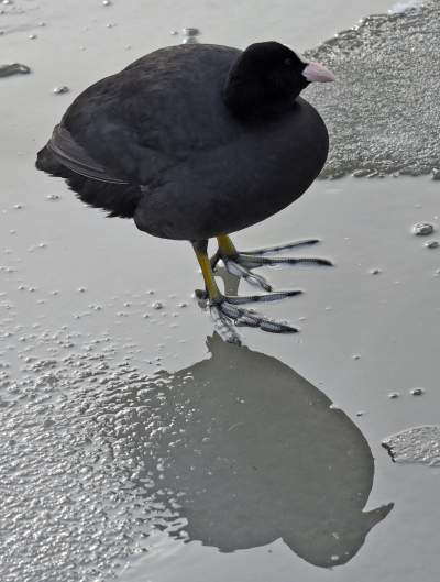 Podglądanie ptaków Krakowa: dobry sposób na skołatane nerwy - zdjęcie 16