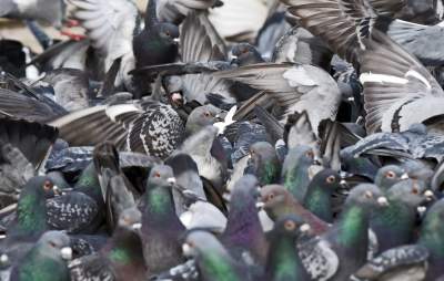 Podglądanie ptaków Krakowa: dobry sposób na skołatane nerwy - zdjęcie 19