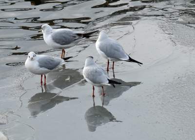 Podglądanie ptaków Krakowa: dobry sposób na skołatane nerwy - zdjęcie 15