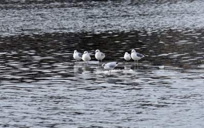 Podglądanie ptaków Krakowa: dobry sposób na skołatane nerwy - zdjęcie 7