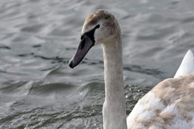Podglądanie ptaków Krakowa: dobry sposób na skołatane nerwy - zdjęcie 4