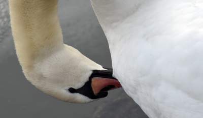 Podglądanie ptaków Krakowa: dobry sposób na skołatane nerwy - zdjęcie 17