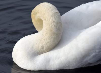 Podglądanie ptaków Krakowa: dobry sposób na skołatane nerwy - zdjęcie 3