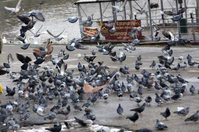 Podglądanie ptaków Krakowa: dobry sposób na skołatane nerwy - zdjęcie 20