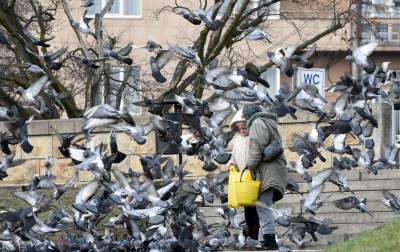 Podglądanie ptaków Krakowa: dobry sposób na skołatane nerwy - zdjęcie 18