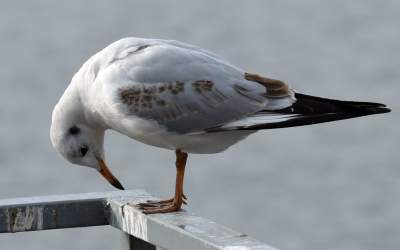 Podglądanie ptaków Krakowa: dobry sposób na skołatane nerwy - zdjęcie 9