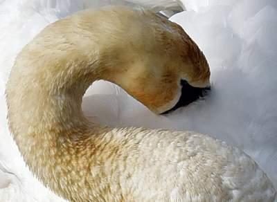 Podglądanie ptaków Krakowa: dobry sposób na skołatane nerwy - zdjęcie 1