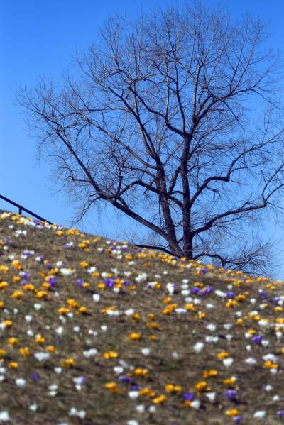 Skoro jest już wiosna, to muszą w Krakowie być krokusy - zdjęcie 15